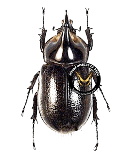 DYNASTES