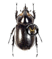 Heterogomphus whymperi