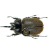 DYNASTES