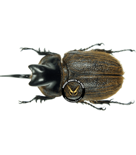 DYNASTES