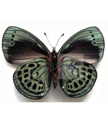 Nymphalinae Asterope  lepreuri lepreuri