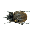 Heterogomphus hirtus