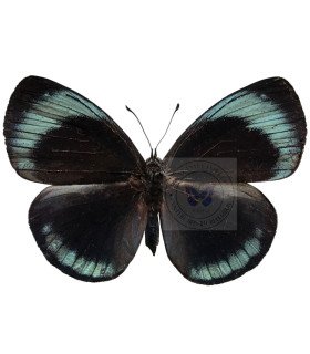 Nymphalinae Asterope  lepreuri lepreuri