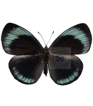 Nymphalinae Asterope  lepreuri lepreuri