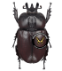 DYNASTES