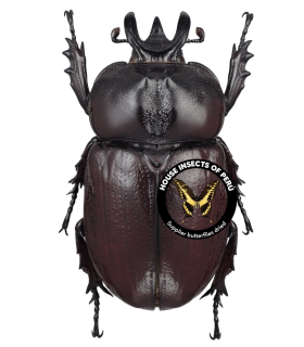 DYNASTES