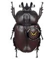 Homophileurus waldenfelsi