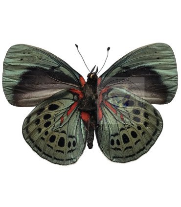 Nymphalinae  Asterope philotima