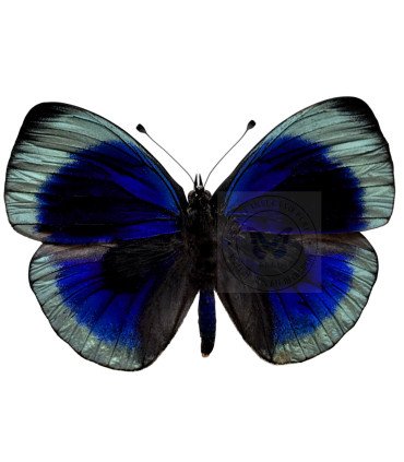 Nymphalinae  Asterope philotima