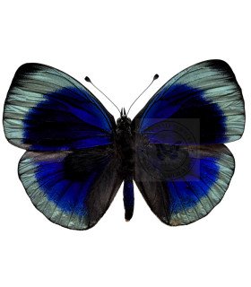 Nymphalinae  Asterope philotima