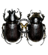 DYNASTES