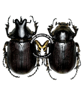 DYNASTES