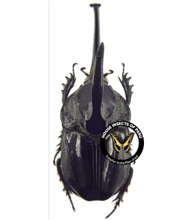 DYNASTES