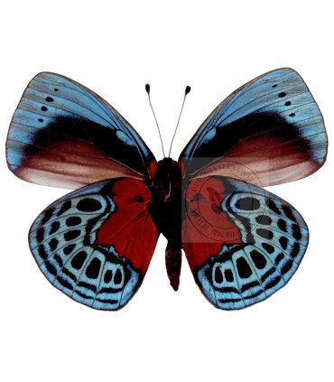 Nymphalinae  Asterope Optima f.optima