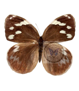 BRASSOLIDAE