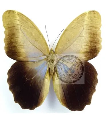 Brassolidae caligo teucer semicaerulea