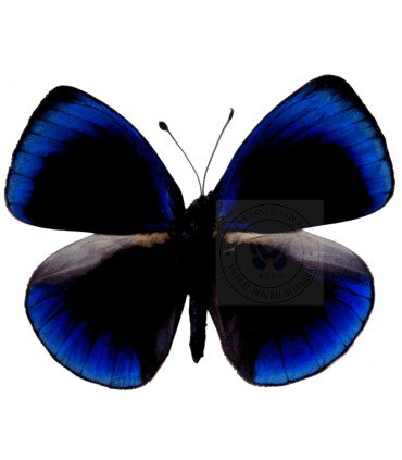 Nymphalinae  Asterope Optima f.optima