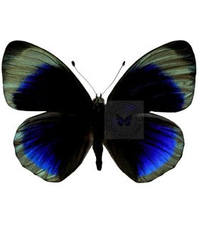 Nymphalinae  Asterope whitelyi whitelyi