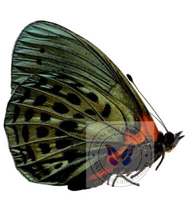 Nymphalinae  Asterope whitelyi whitelyi