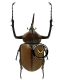 DYNASTES