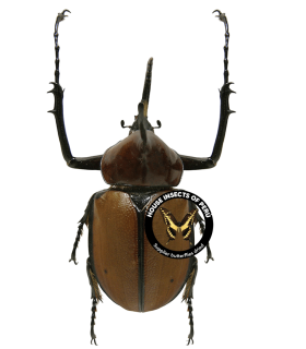 DYNASTES