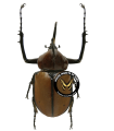 Golofa aegeon