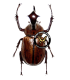 DYNASTES