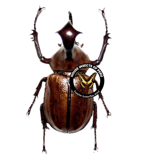 DYNASTES
