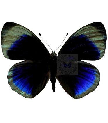 Nymphalinae  Asterope whitelyi whitelyi