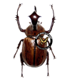 Golofa claviger