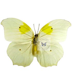 Pieridae Anteos chlorinde