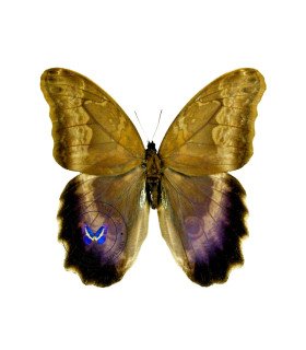 Brassolidae caligo Oberthuri floklides