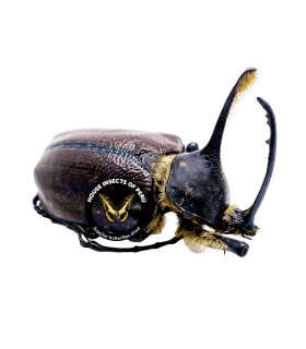 DYNASTES