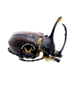 Golofa eacus