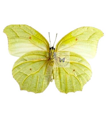 Pieridae Anteos chlorinde