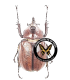 Golofa pelagon