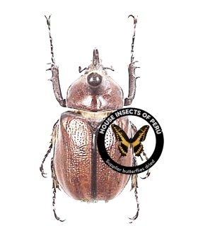 Golofa pelagon