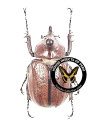 Golofa pelagon