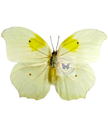 Pieridae Anteos chlorinde