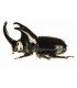 DYNASTES