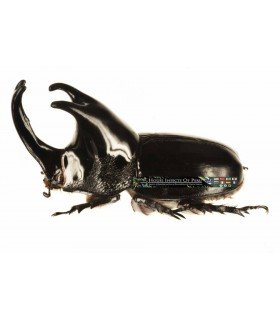 DYNASTES