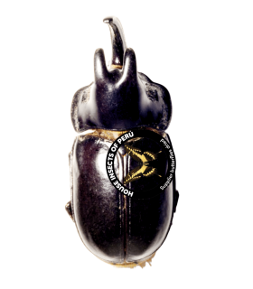 DYNASTES
