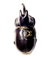 Megaceras morpheus