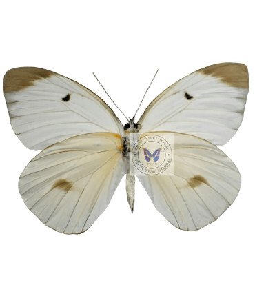 Pieridae Ascia buniae