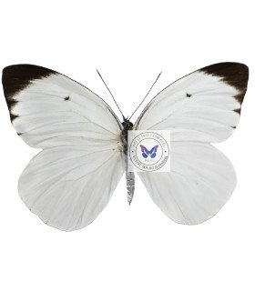 Pieridae Ascia buniae