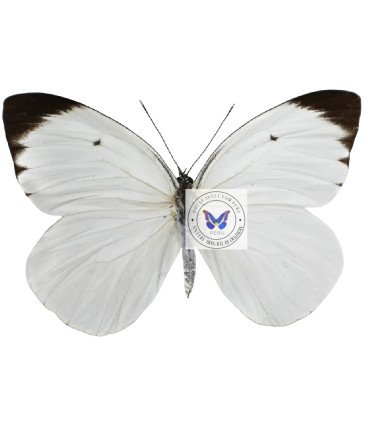 Pieridae Ascia buniae