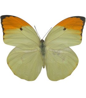 Pieridae Anteos Menippe