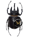 Megasoma actaeon