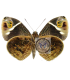 BRASSOLIDAE