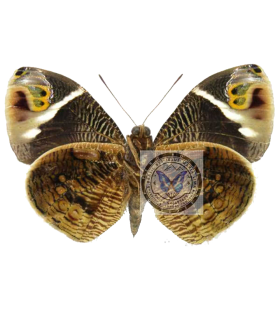 BRASSOLIDAE